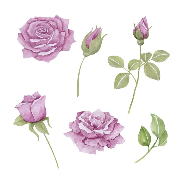 Sada Krásných Růží Purpurových Tónech Ručně Kreslené Vektorové Ilustrace Pro — Stockový vektor