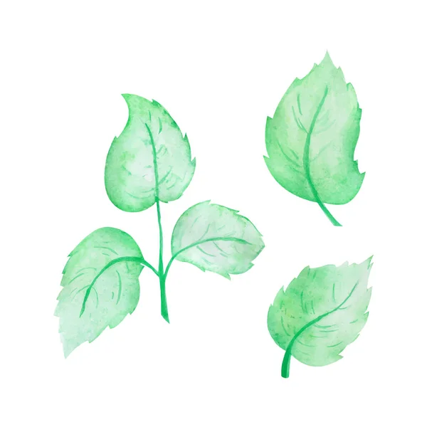 Grüne Blätter Vektor Aquarell Handgezeichnete Aquarell Vektor Illustration Für Grußkarte — Stockvektor