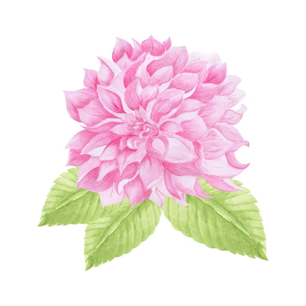 Ręcznie Rysowane Hortensji Kwiat Izolowane Ręcznie Rysowane Akwarela Wektor Ilustracja — Wektor stockowy