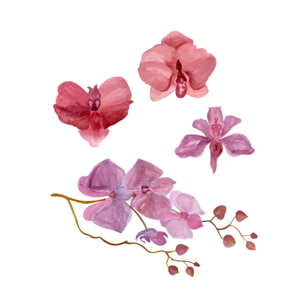 Flores Orquídea Pintadas Por Aquarela Desenho Mão Ilustração Vetorial Aquarela —  Vetores de Stock
