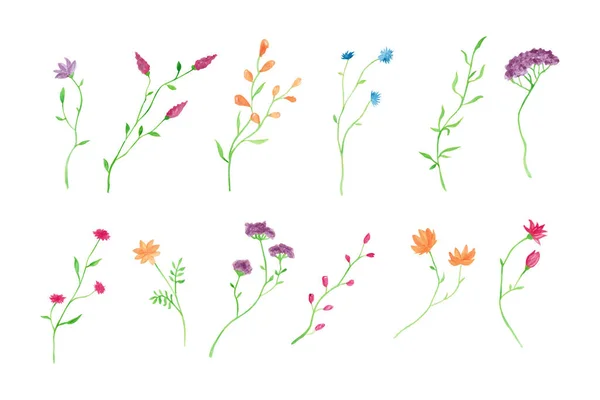 Коллекция Ботанических Цветов Акварели Рисунок Акварелью Поздравительной Открытки Оформления Приглашения — стоковый вектор