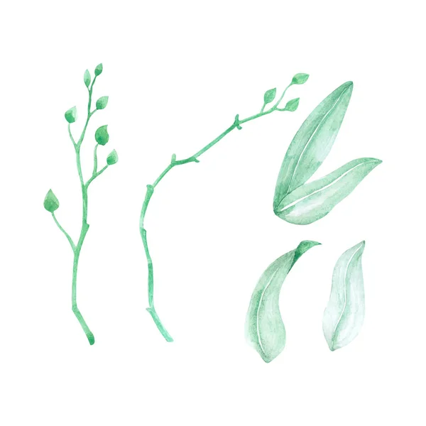 オーキッドの葉や茎 グリーティングカードや招待状のデザインのための手描き水彩ベクトルイラスト — ストックベクタ