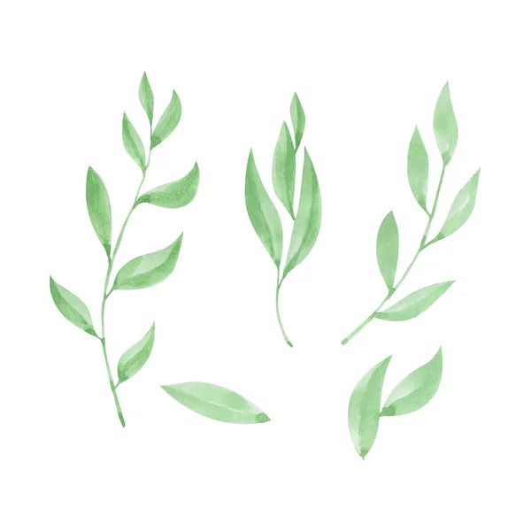 Набор Зеленых Акварельных Листьев Украшения Рисунок Акварелью Вручную Вектор Поздравительной — стоковый вектор