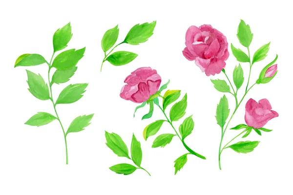 Ręcznie Rysowane Róże Liście Zestaw Ilustracja Ręcznie Rysowane Wektor Akwarela — Wektor stockowy