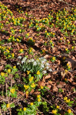 Topraktan taze yapraklar çıkıyor.
