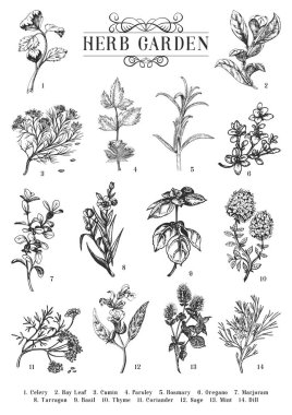 Herb Garden, vektör içinde çizimler, kabartma stilinde botanik çizimlerin koleksiyonu, nikahlı ve organik mutfak bitkileri, el yapımı çizimler, tasarım elementleri.