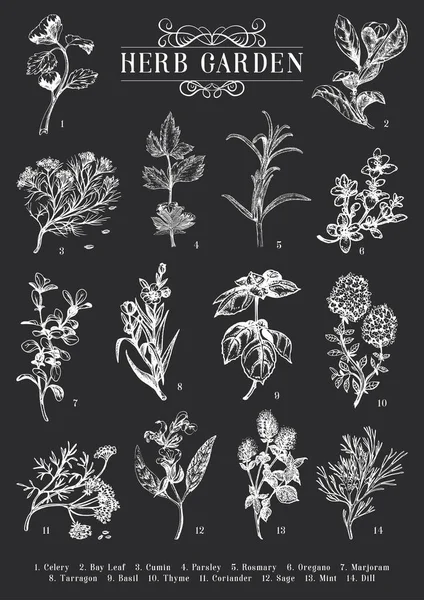 Сад Трав Векторные Эскизы Коллекция Ботанических Рисунков Стиле Гравировки Офисные — стоковый вектор