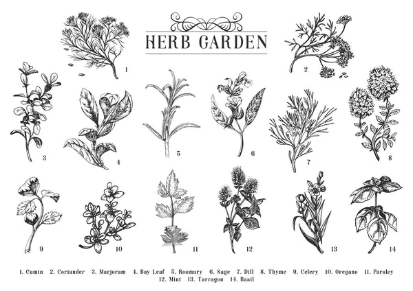 ハーブガーデン ベクトルで設定されたスケッチ 彫刻スタイルで植物画のコレクション オフィーナリスと有機料理植物 手描きイラスト デザイン要素 — ストックベクタ