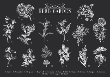 Herb Garden, vektör çizimi, kabartma stilinde botanik çizimlerin koleksiyonu, nikahlı ve organik mutfak bitkileri, el çizimi çizimleri, tasarım elementleri.