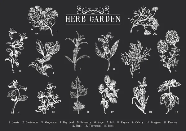 Jardin Herbes Ensemble Croquis Vecteur Collection Dessins Botaniques Style Gravure — Image vectorielle