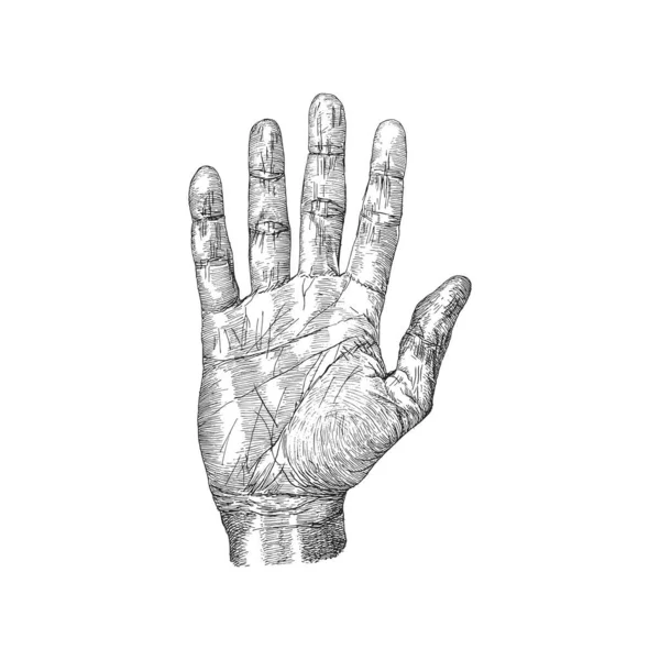 手の手のひら 彫刻スタイルでベクトルイラスト ヴィンテージ描かれたスケッチ — ストックベクタ
