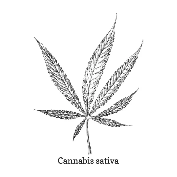 Cannabis Leaf Weed Sketch Vector Design Element Hemp Botanical Drawing — ストックベクタ