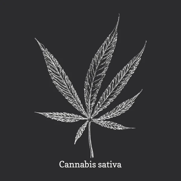 Foglia Cannabis Bozzetto Erba Vettore Elemento Design Disegno Botanico Canapa — Vettoriale Stock