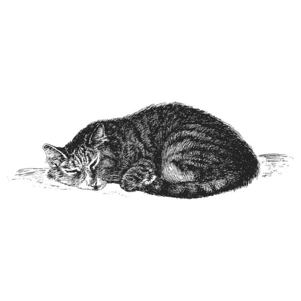 寝ている猫 手描きのベクトルでスケッチ 彫刻スタイルで動物のヴィンテージイラスト — ストックベクタ