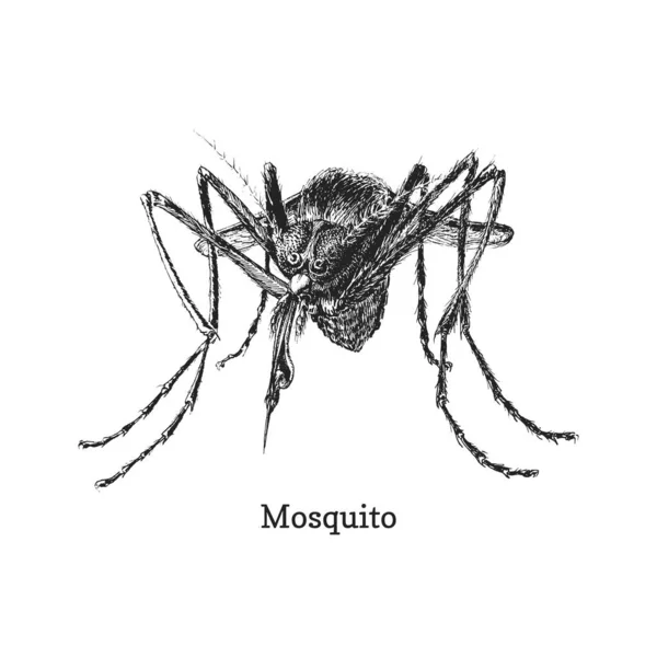 Szúnyog Kézzel Rajzolt Illusztráció Vektorban Közelkép Tinta Vázlat Szúnyog — Stock Vector