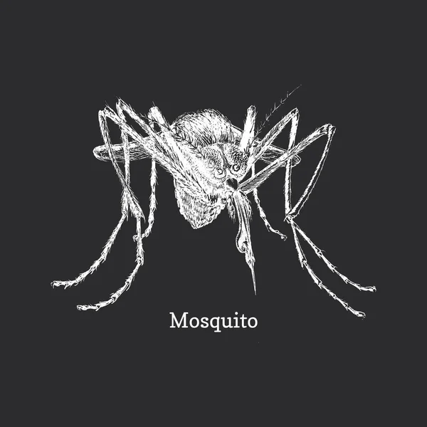 Mosquito Ilustração Desenhada Mão Vetor Esboço Tinta Close Gnat — Vetor de Stock