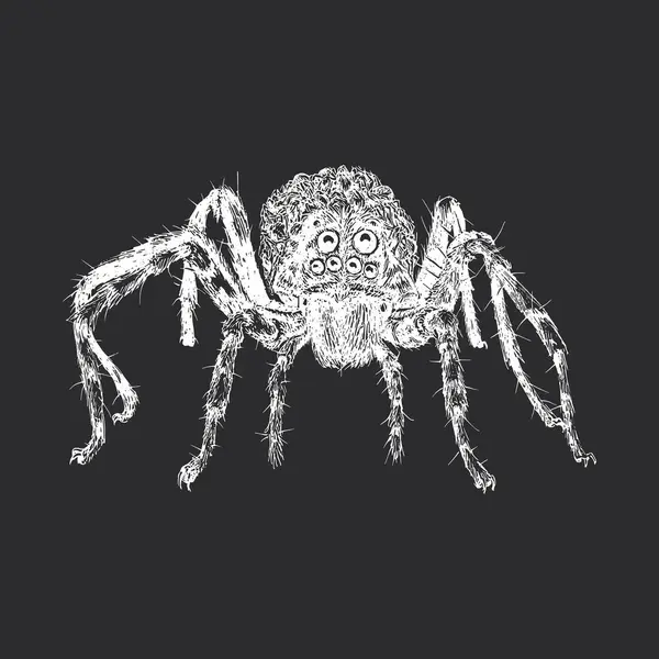 Wolf Spider Ilustración Vintage Estilo Grabado Boceto Dibujado Mano Vector — Archivo Imágenes Vectoriales