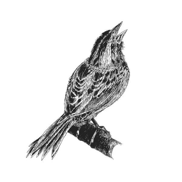 Passero Illustrazione Vettoriale Stile Incisione Uccello Canterino Schizzo Disegnato Mano — Vettoriale Stock