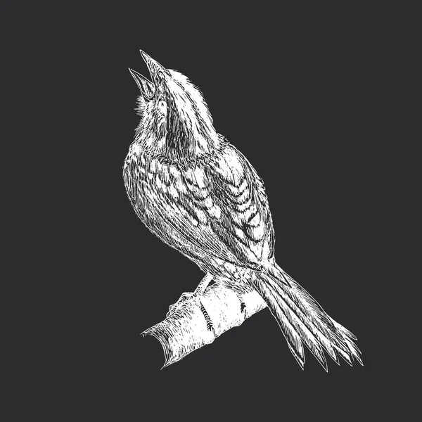 Sparrow Vector Illustration Engraving Style Singing Bird Hand Drawn Sketch Stock Illustration