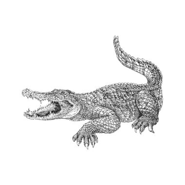 Crocodile, hand drawn sketch in vector, vintage illustration of reptile in engraving style clipart