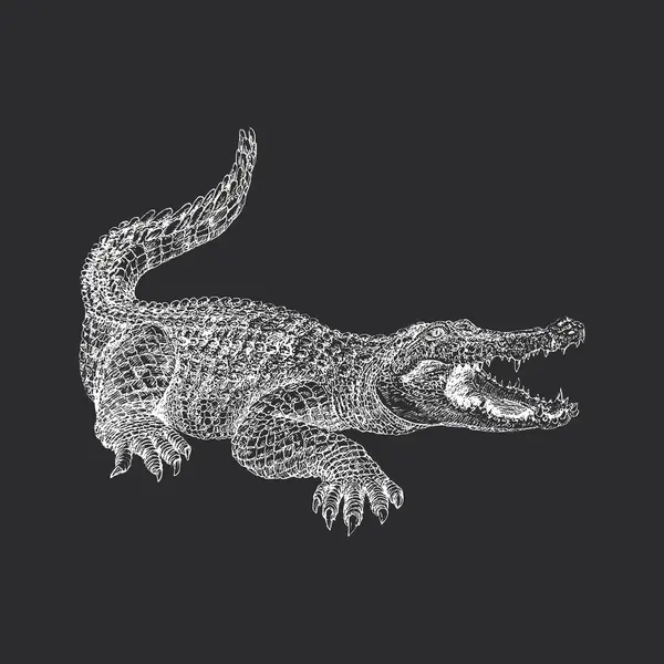 Alligator Hand Drawn Sketch Vector Vintage Illustration Reptile Engraving Style Royalty Free Stock Illustrations