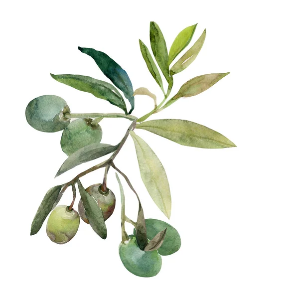 Olive Aquarell Muster Bild Auf Weißem Und Farbigem Hintergrund — Stockfoto