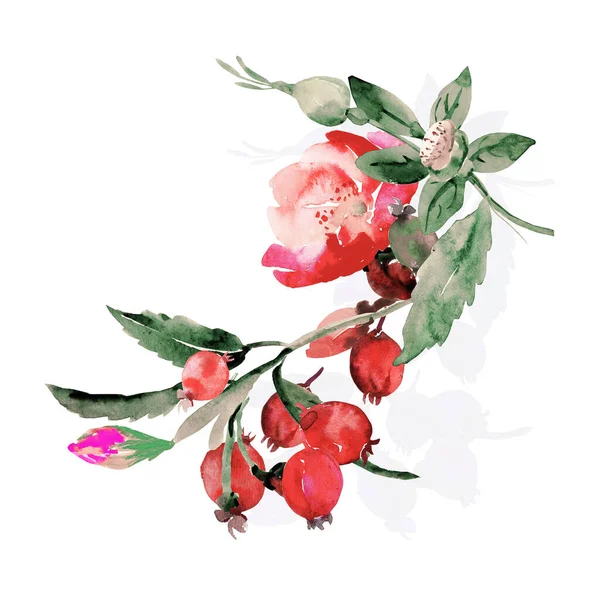 Bloeiende Rozenbottel Tak Met Fruit Aquarel Illustratie Patroon — Stockfoto