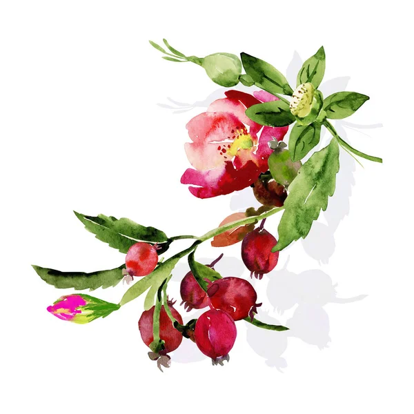 Bloeiende Rozenbottel Tak Met Fruit Aquarel Illustratie Patroon — Stockfoto