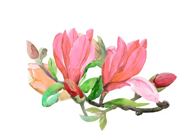 Wzór Kwiatów Magnolia Obraz Białym Kolorowym Tle Akwarela — Zdjęcie stockowe
