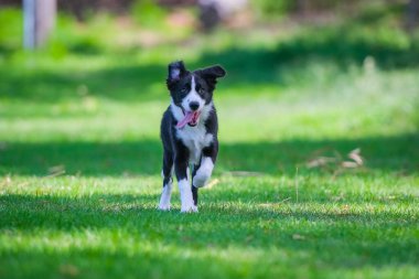 Black and white Border Collie puppy running on the grass in the park