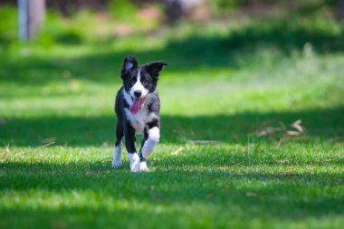 Black and white Border Collie puppy running on the grass in the park