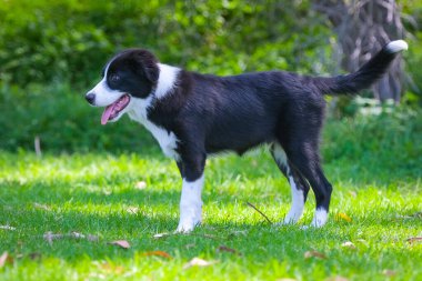 Black and white Border Collie puppy standing on the grass in the park