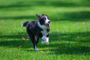 Black and white Border Collie puppy running on the grass in the park