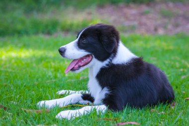 Black and white Border Collie lying on the grass in the park