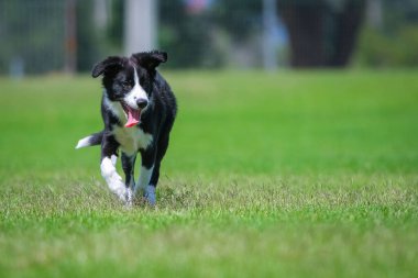 Black and white border collie puppy running on the grass in the park.
