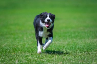 Black and white border collie puppy running on the grass in the park.