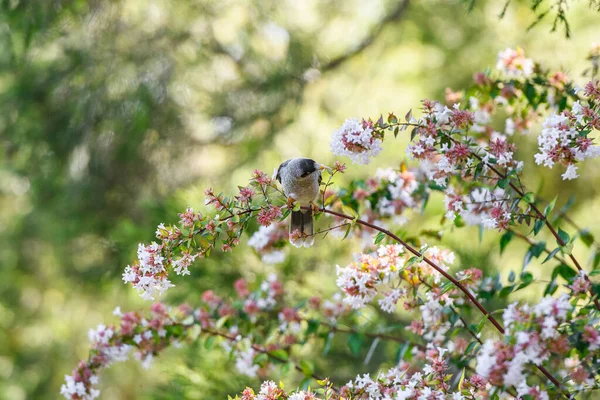 stock image Noisy Miner (Manorina melanocephala) sitting on a plant in the New South Wales, Australia