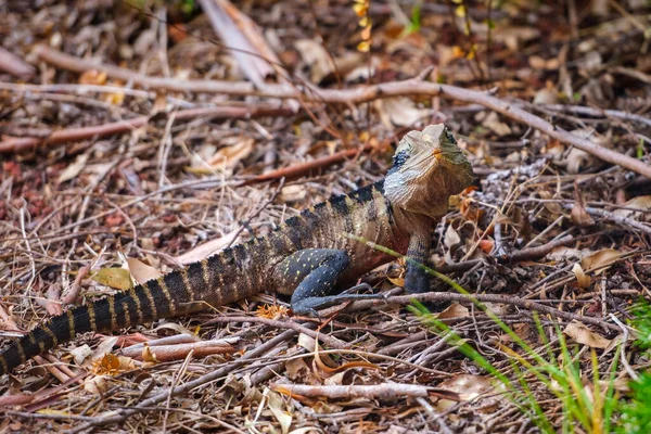 stock image Portrait of the Australian water dragon (Intellagama lesueurii) in its natural habitat.