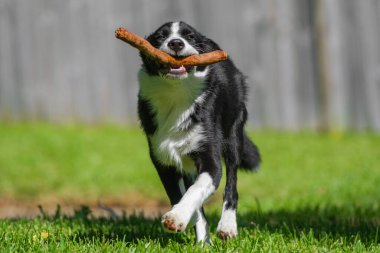 Siyah-beyaz Border Collie köpeği parkta çimlerde koşuyor..