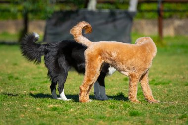 Farklı cinsten bir grup köpek, yeşil çimlerin üzerinde parkta oynuyorlar.