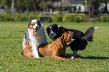 Farklı cinsten bir grup köpek, yeşil çimlerin üzerinde parkta oynuyorlar.