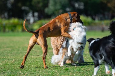 Farklı cinsten bir grup köpek, yeşil çimlerin üzerinde parkta oynuyorlar.