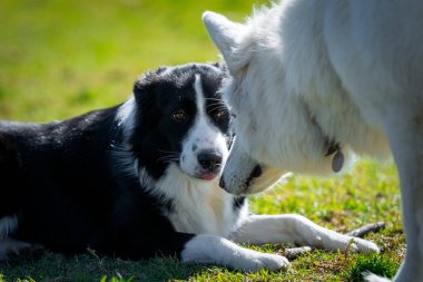 Farklı cinsten bir grup köpek, yeşil çimlerin üzerinde parkta oynuyorlar.