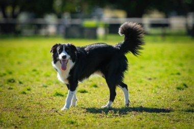 Yeşil çimlerin üzerindeki köpek parkında bir Collie 'nin portresi.