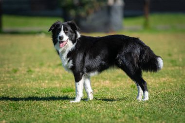 Yeşil çimlerin üzerindeki köpek parkında bir Collie 'nin portresi.