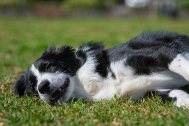 Yeşil çimlerin üzerindeki köpek parkında bir Collie 'nin portresi.