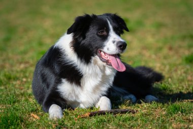 Yeşil çimlerin üzerindeki köpek parkında bir Collie 'nin portresi.