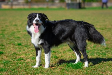 Yeşil çimlerin üzerindeki köpek parkında bir Collie 'nin portresi.