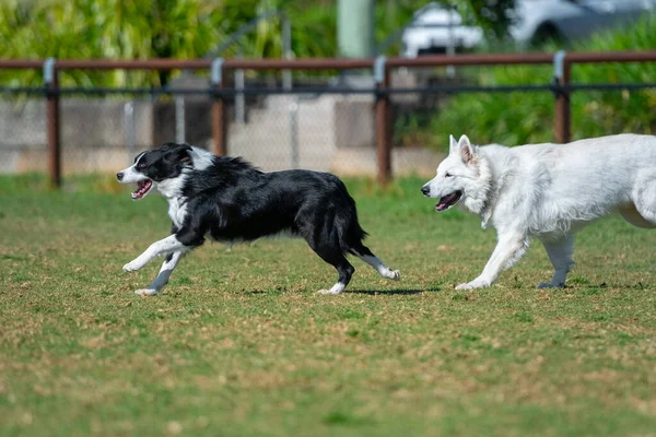 Cães Raças Mistura Jogam Parque Uma Grama Verde — Fotografia de Stock