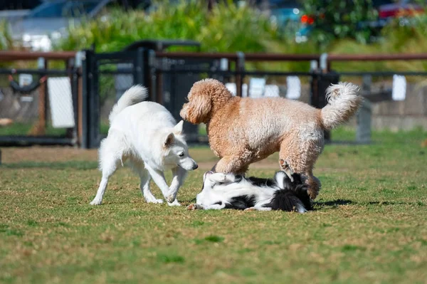 Собаки Смешанных Пород Играют Парке Зеленой Траве — стоковое фото
